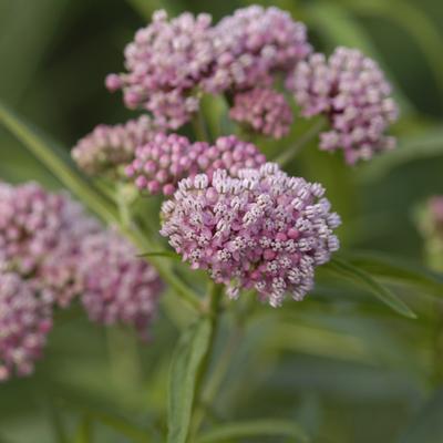 Asclepias incarnata 'Cinderella' - Swamp Milkweed (Photo: Walter's Garden's Inc.)