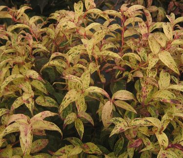 Leucothoe fontanesiana Rainbow