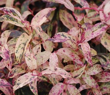 Leucothoe fontanesiana Rainbow