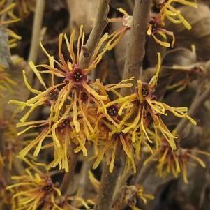 Hamamelis vernalis Autumn Embers™