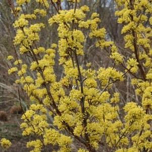 Cornus officinalis Kintoki