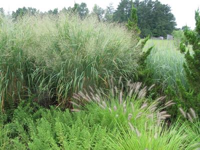 Panicum virgatum 'Thundercloud' - Switchgrass Photo: Hoffman Nursery