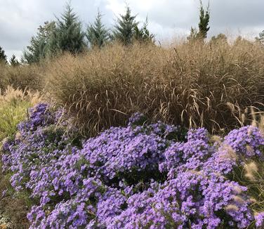 Panicum virgatum 'Thundercloud' - Switchgrass Photo: Hoffman Nursery