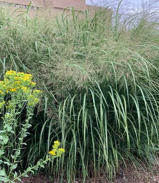 Panicum virgatum 'Thundercloud' - Switchgrass - @ (MSU)