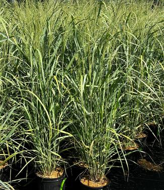 Panicum virgatum 'Thundercloud' - Switchgrass Photo: Hoffman Nursery