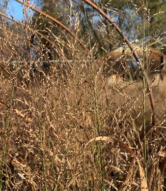 Panicum virgatum 'Thundercloud' - Switchgrass from Pleasant Run Nursery