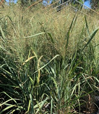 Panicum virgatum 'Thundercloud' - Switchgrass from Pleasant Run Nursery