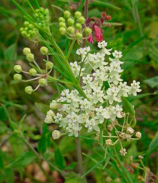 Asclepias verticillata - Whorled Milkweed (Photo: North Creek Nurseries)