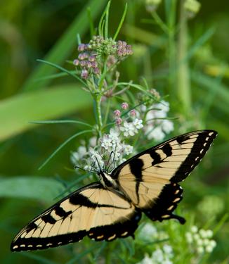 Asclepias verticillata - Whorled Milkweed (Photo: North Creek Nurseries)