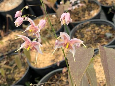 Epimedium x 'Pink Panther' - Barrenwort from Pleasant Run Nursery