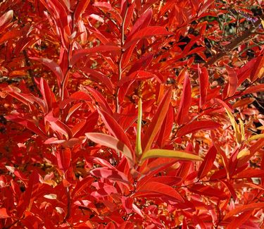 Lindera angustifolia - Fall Color