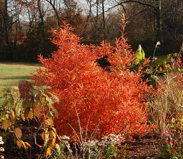 Lindera angustifolia - Fall Color