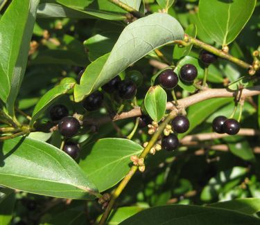 Lindera angustifolia - (Berries)