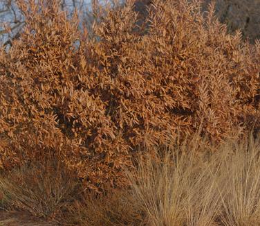 Lindera angustifolia