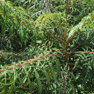 Rhus glabra Laciniata