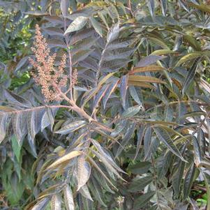 Rhus copallina Lanham's Purple