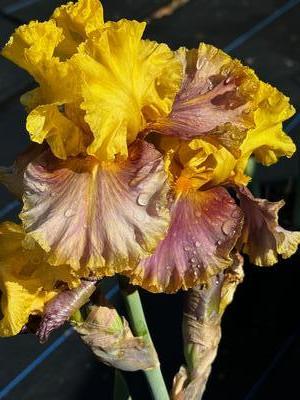 Iris germanica 'Jurassic Park' - German Bearded Iris from Pleasant Run Nursery