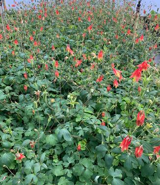 Aquilegia canadensis - Columbine from Pleasant Run Nursery