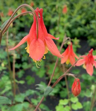 Aquilegia canadensis - Columbine from Pleasant Run Nursery