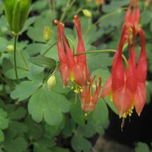 Aquilegia canadensis Little Lanterns