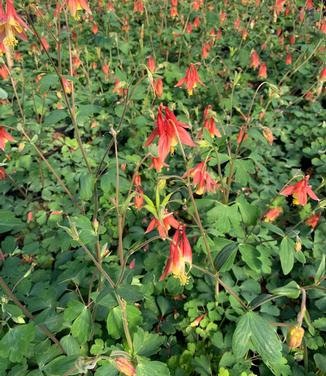 Aquilegia canadensis - Columbine from Pleasant Run Nursery