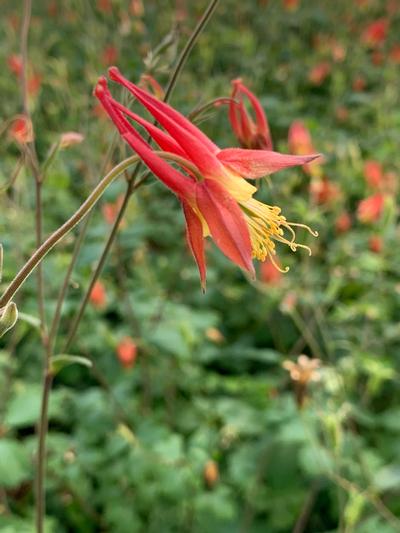 Aquilegia canadensis - Columbine from Pleasant Run Nursery