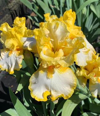 Iris germanica 'Fringe of Gold' - German Bearded Iris from Pleasant Run Nursery