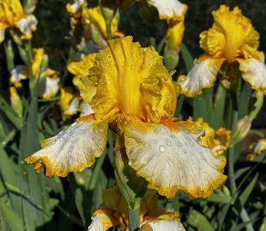 Iris germanica 'Fringe of Gold' - German Bearded Iris from Pleasant Run Nursery