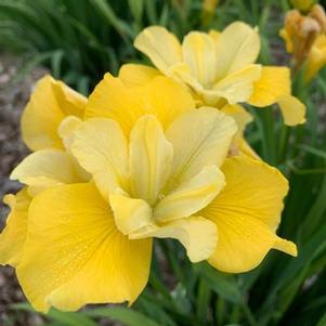 Iris sibirica Sunfisher