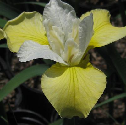 Iris sibirica Butter and Sugar