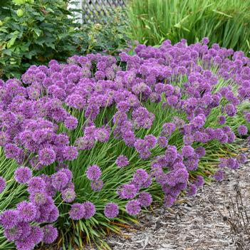 Allium x Lavender Bubbles - Ornamental Onion (Photo Walters Gardens, Inc)