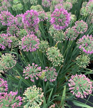 Allium x 'Lavender Bubbles' - Ornamental Onion from Pleasant Run Nursery