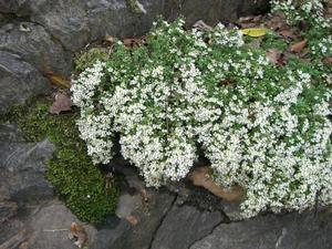 Aster ericoides Snow Flurry - center