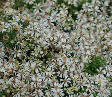 Aster ericoides Snow Flurry - Heath Aster (Photo: North Creek Nurseries)