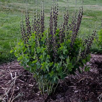 Baptisia x Decadence Dark Chocolate - False Indigo (Photo Walters Gardens, Inc)