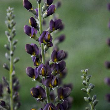 Baptisia x Decadence Dark Chocolate - False Indigo (Photo Walters Gardens, Inc)