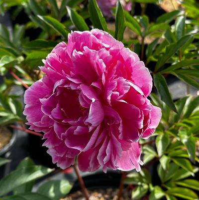 Paeonia Dr Alexander Fleming