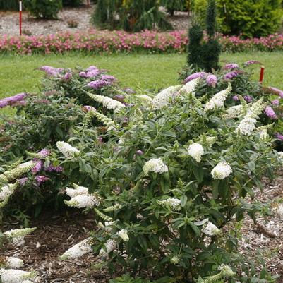 Buddleia x Pugster White®