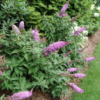 Buddleia x Pugster Pinker - Butterfly Bush (Photo Proven Winners)