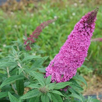 Buddleia x Pugster Pinker - Butterfly Bush (Photo Proven Winners)