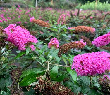 Buddleia x 'Pugster Pinker' - Butterfly Bush from Pleasant Run Nursery