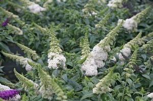 Buddleia x Pugster White®