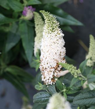 Buddleia x Pugster White - Butterfly Bush (Photo Proven Winners)