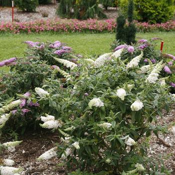 Buddleia x Pugster White - Butterfly Bush (Photo Proven Winners)