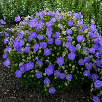 Campanula carpatica Rapido Blue - Bellflower (Photo Walters Gardens, Inc)