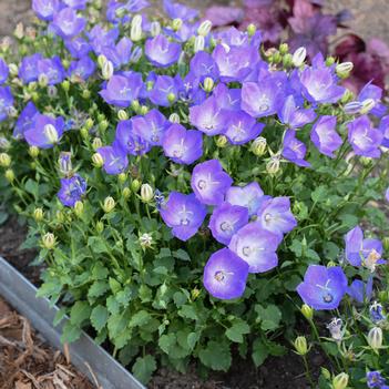 Campanula carpatica Rapido Blue - Bellflower (Photo Walters Gardens, Inc)