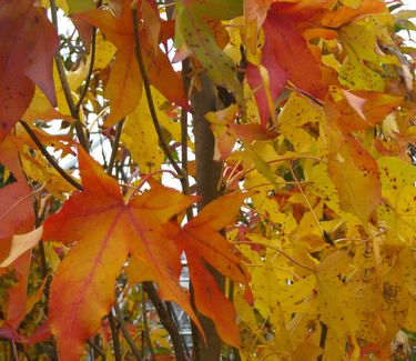 Liquidambar styraciflua Slender Silhouette (fall color)