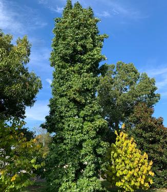 Liquidambar styraciflua Slender Silhouette