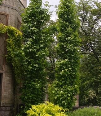 Liquidambar styraciflua Slender Silhouette (@ Untermyer Gardens)