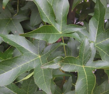 Liquidambar styraciflua 'Slender Silhouette' - American Sweetgum